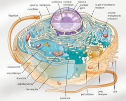 3 4 Unique Characteristics Of Eukaryotic Cells Microbiology Openstax Eukaryotic Cell Cell Diagram Animal Cell