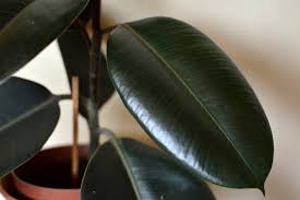 Bunların bir çoğu ise batıl bir inançtır. Bereket Mutluluk Ve Huzuru Ceken Ugurlu Ev Bitkileri Funda Pelin Kurt