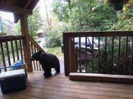 Introducing loanly bear ii cabin! Bear S Trail Downtown Gatlinburg Private Honeymoon Cabin In The Smokies Stonecreek Cabins