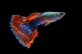 Pesci Da Acquario Le 10 Specie Piu Amate