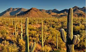 Click here for more information. Welcome To Saguaro National Park