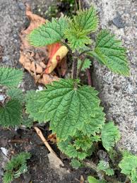 Image result for Urtica