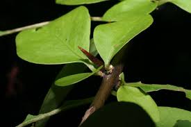 Image result for Pisonia aculeata