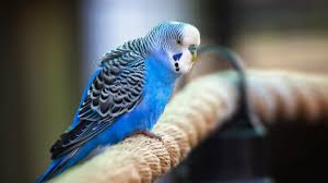 Give the budgie a week to become comfortable with you and it's new home. Are There Different Types Of Parakeets