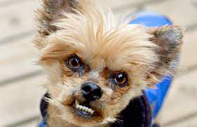 Maybe you would like to learn more about one of these? Sick Yorkie Puppy Mill Dog Best Friends Animal Society