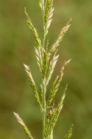 Image result for Eriochloa