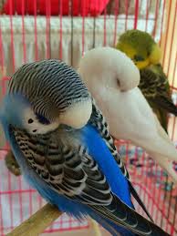 Sleepy Pet Birds Cute Birds Budgies Bird