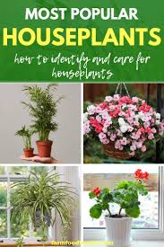 See more ideas about house plants, plants, plant identification. 15 Most Popular Houseplants How To Identify And Care Images