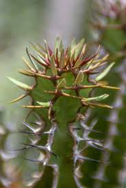 Image result for Euphorbia lividiflora