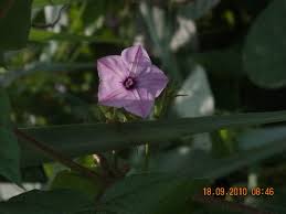 Image result for Ipomoea dichroa