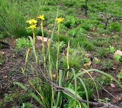 Image result for Moraea spathulata