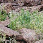 Image result for Chamaecrista nigricans