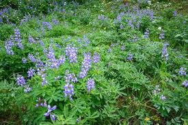 Image result for Oxyanthus latifolius