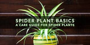 Ebay can be a good place to look if you want to buy several curly spider plant cuttings. Spider Plant Basics Care Guide Indoor Gardening