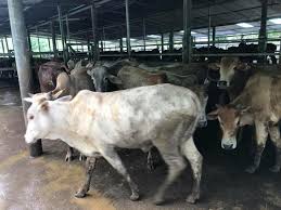 Senarai tanah untuk dijual di kelantan dibawah harga pasaran. Rb Agro Farm Lembu Untuk Dijual