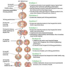 Perbedaan Pembelahan Sel Secara Mitosis Dan Meiosis Dilengkapi Gambarnya