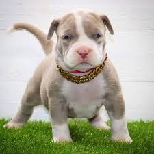 His owner, marlon grennen, started ddk9s in 2004. Pitbull Xxl Hulk