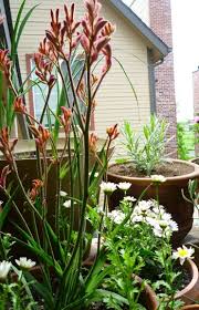 The Basics Of Kangaroo Paw Plant Care Kangaroo Paw Plant Kangaroo Paw Plants
