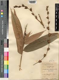 Image result for Oreobambos