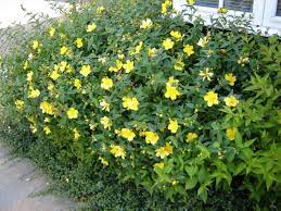 Choose one of our many top quality shrubs fresh from our nursery. Plant Of The Week Hypericum Thirsk Garden Centre