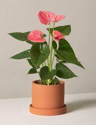 Best flowers you can grow indoors. Best Indoor Flower Plants For Beginners Popsugar Home