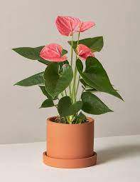 Check spelling or type a new query. Best Indoor Flower Plants For Beginners Popsugar Home