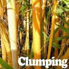 Now, with over 300 bamboo varieties at our 20 acre farm near portland, oregon, we maintain the most diverse bamboo collection in the united states. Buy Golden Goddess Bamboo From Ty Ty Nursery