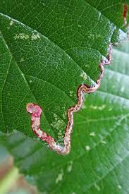 Image result for Stigmella aceris