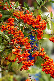 Image result for Pyracantha