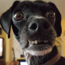 Turn back the clock and hit the beach with some of our favorite classic hollywood stars. Sarah Silverman On Twitter My Dog Mary Releases Putrid Gas While Looking Straight Into My Eyes She Watches It Hit My Nose W This Deadpan Stare Doesn T Even Crack A Smile