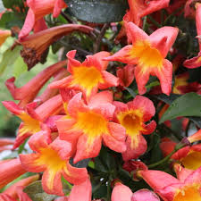 Image result for Bignonia capreolata