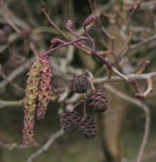 Image result for Alectra glandulosa