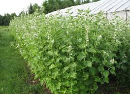 Marshmallow root has a history only a few us know. Marshmallow Jpg 800 577 Mallow Plant Plants Perennials