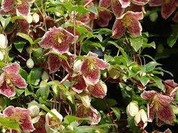 We did not find results for: Clematis Gallery 158 International Clematis Society Clematis Cirrhosa Clematis Plants