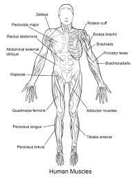 Human Muscles Front View Coloring Page From Anatomy Category Select From 24661 Printable Cra Anatomy And Physiology Anatomy Coloring Book Human Muscle Anatomy