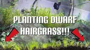 How To Grow Dwarf Hairgrass – Glass Grown Aquatics