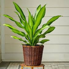 Image result for Dracaena fragrans