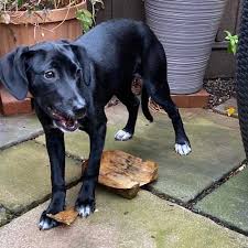 We did not find results for: Pettrac Official Uk Pet Microchip Database 24hr Reunification Database