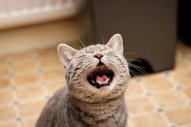 Dealing with Excessive Meowing - Animal Behavior College