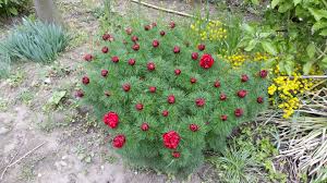 Ich finde, dass der garten im mai am schönsten ist. Der Garten Im Mai Gluckliche Momente