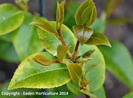 Camellia Plant Yellowing Best Flower Wallpaper