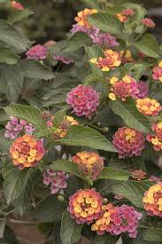 Image result for Lantana moldenkei