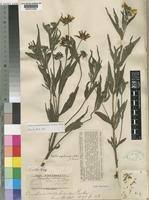 Image result for Aspilia natalensis