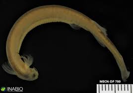 Image result for Vandellia