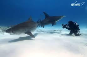 Tiger Shark Diving In The Bahamas 5 Common Mistakes Epic