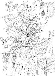 Image result for Daniellia alsteeniana