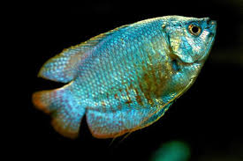 Is There An Easy Way To Determine The Gender Of A Gourami Tropical Fish Tanks Fresh Water Fish Tank Fish