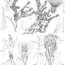 Image result for Pteronia acuminata