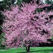 A beautiful small flowering tree that is covered with soft pink flowers with overlapping petals in early spring. Pink Dogwood Flowering Trees Eastern Redbud Tree Eastern Redbud