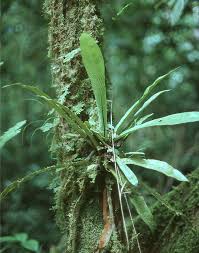 Image result for Loxogramme